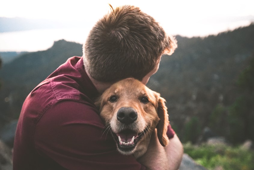 What should happen to the family pet upon divorce?