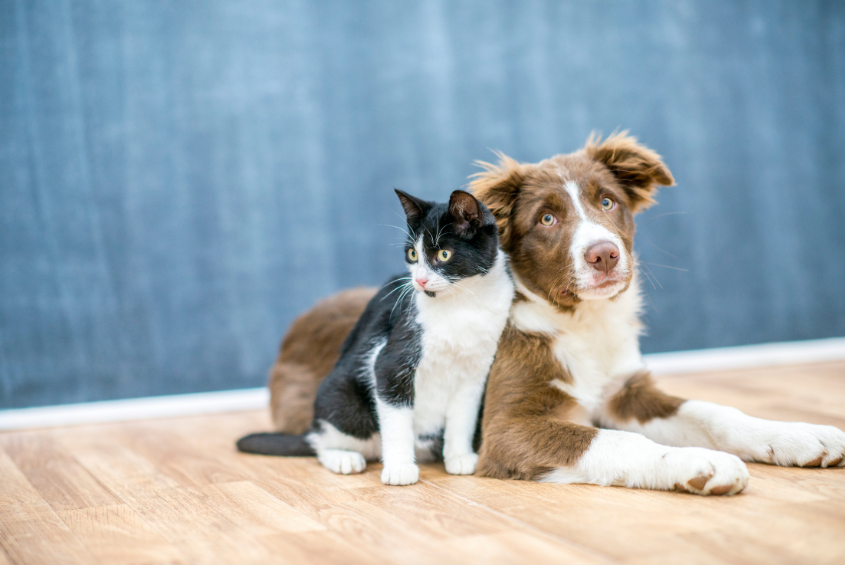 Pets On Divorce – FI v DO 2024